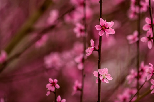 绽放桃花卉粉红鲜花jpg高清