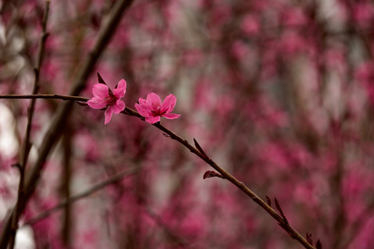 绽放桃花卉粉红鲜花jpg高清