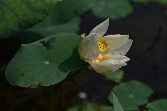 荷花卉睡莲花朵莲花 jpg高清