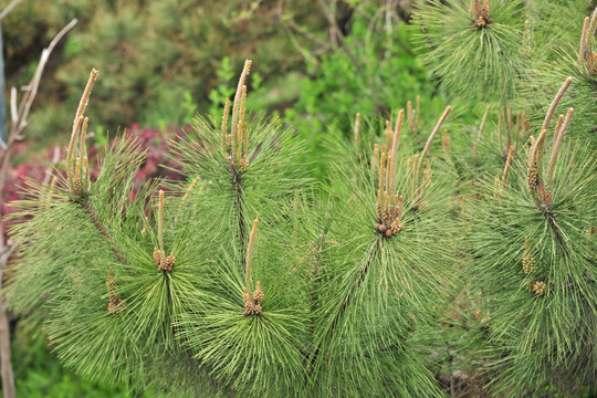 松树花  松花粉