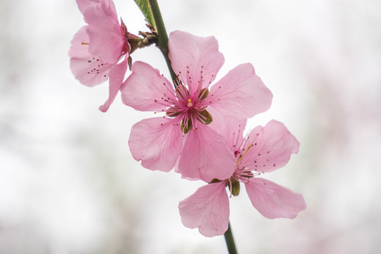 桃花