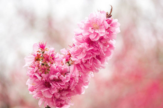 春花