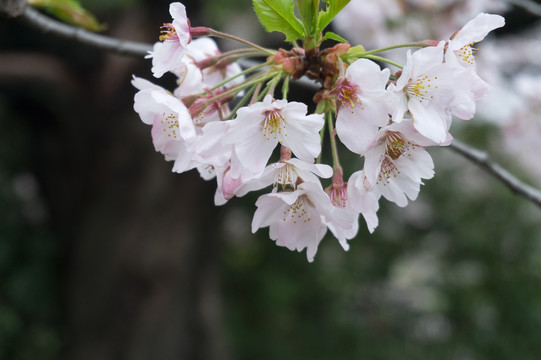 樱花