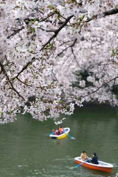 日本 樱花