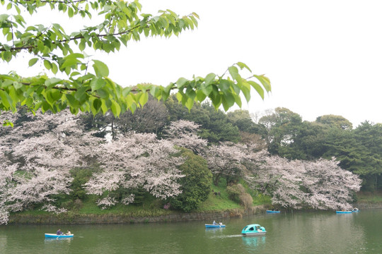 日本 千鸟渊樱花