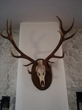 墙上装饰的鹿头