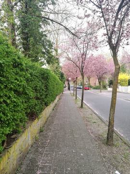 铺满樱花的小巷
