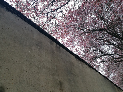 樱花出墙