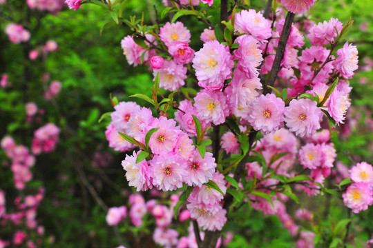 小菊花