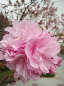 樱花