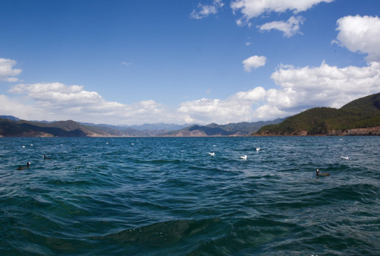 泸沽湖 野生海鸥 湖水波澜