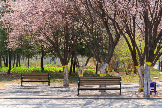 春天公园的紫叶李