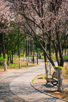 春天公园的紫叶李