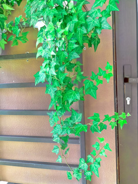 盆栽 藤蔓植物 植物墙