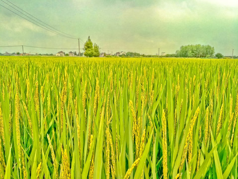 稻田 丰收 自然 稻谷 农业