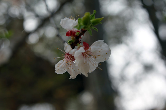 桃花