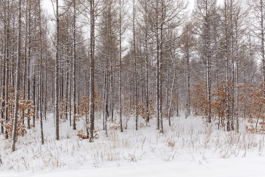 雪中松树林