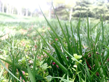 草地