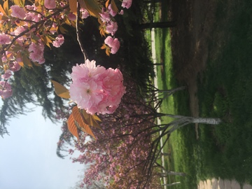 李子花
