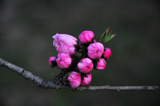 桃花粉色花蕾