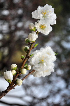 桃花山桃洁白