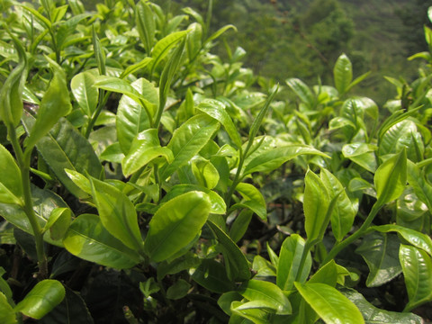 茶芽