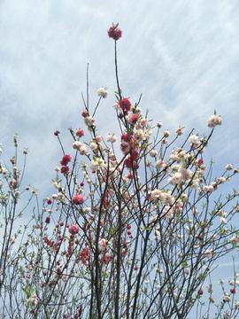 多彩桃花