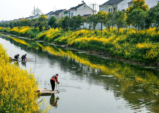 乡村河岸油菜花