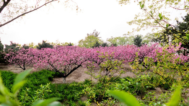 桃花园