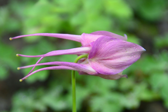 花毛茛 粉红色花朵