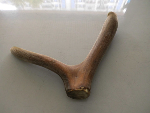 整只鹿茸