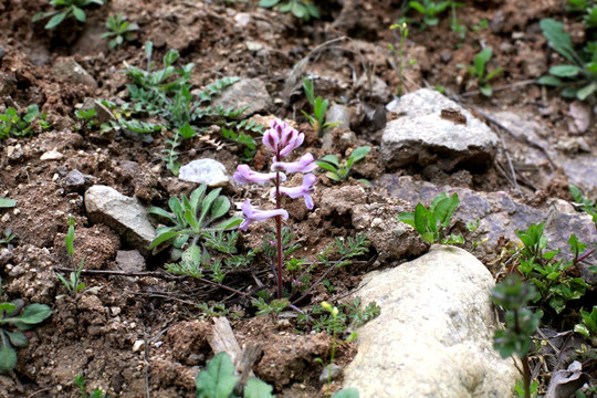 野花 发芽 春天 萌发 抽芽