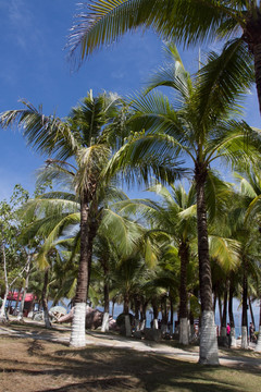 西岛旅游度假区 椰林