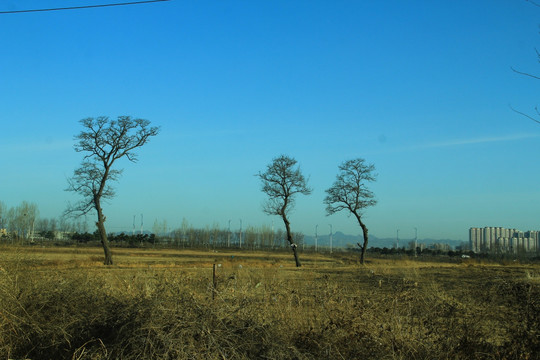 荒原 三棵树