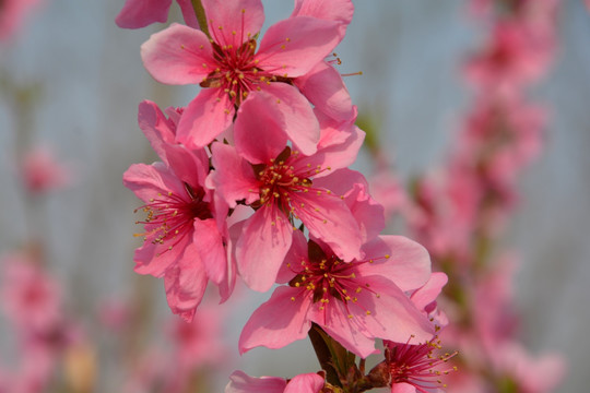 桃花