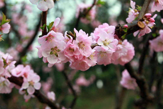 桃花