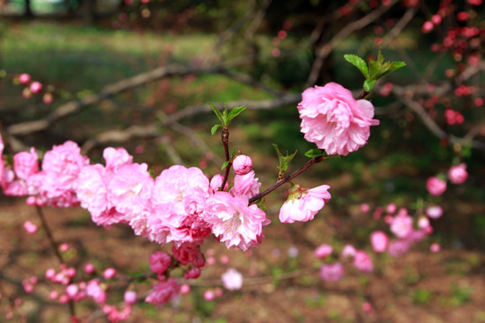 桃花