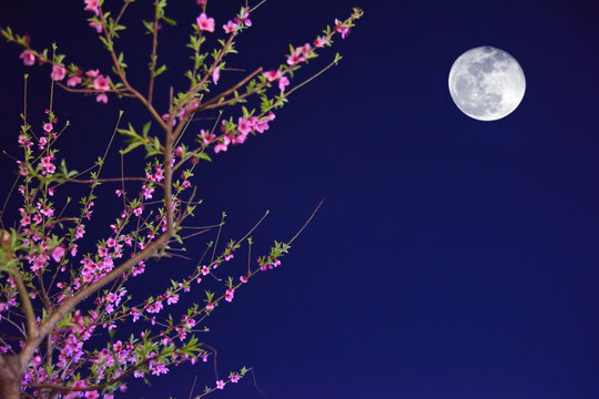 花好月圆