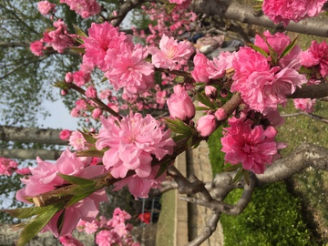 元大都春季海棠花海 