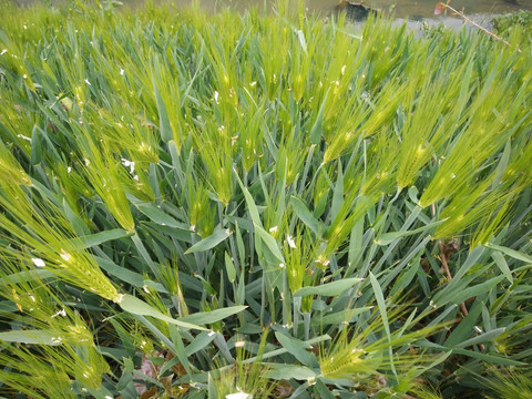 小麦地 麦子 麦穗