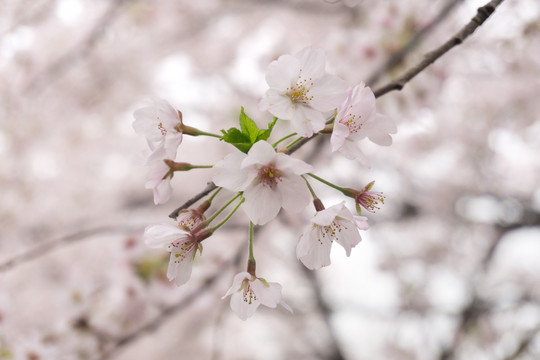 樱花