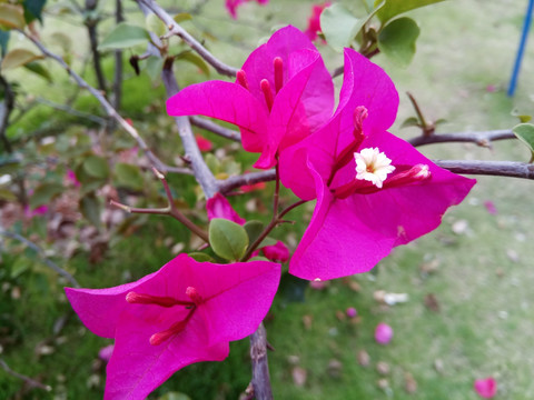 三角梅园林植物花卉