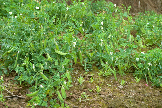 农家菜地 豌豆种植