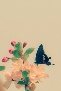 蝴蝶和海棠