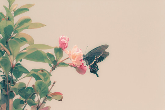 蝴蝶和海棠