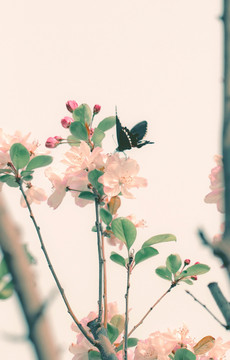 海棠花和蝴蝶