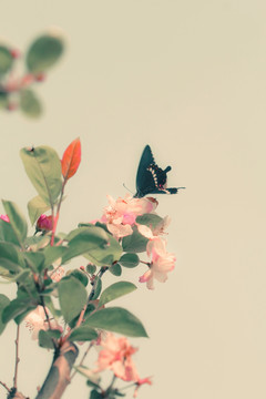 海棠花和蝴蝶