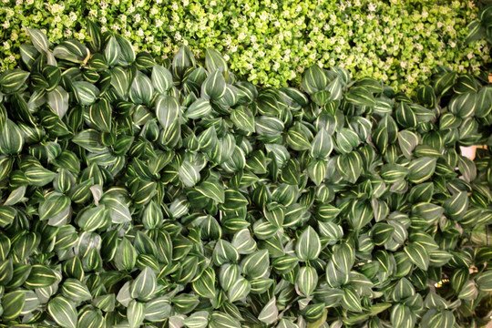 绿色植物墙 植物墙 花卉墙