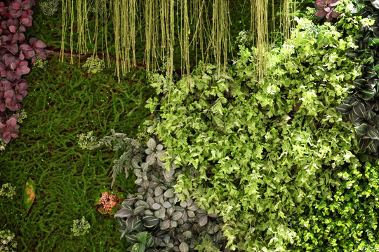 绿色植物墙 植物墙
