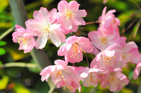 粉红色海棠花